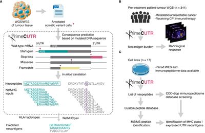 Untranslated regions (UTRs) are a potential novel source of neoantigens for personalised immunotherapy